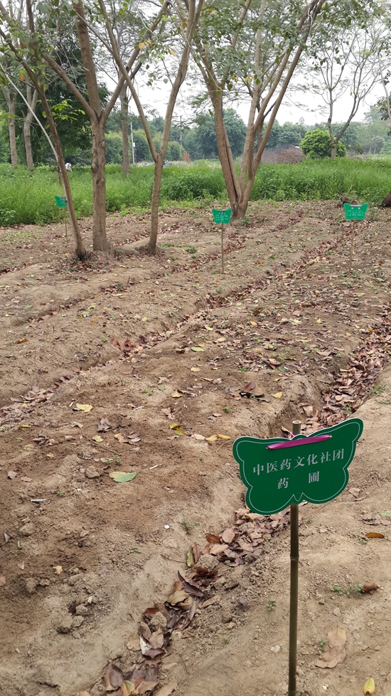 中医药学院的同学们开垦出的荒地，现已经成为了中医药文化社团的药圃。.jpg