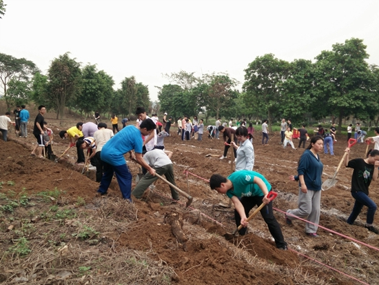 药学院师生种植的薰衣草预计在6月底开放。.jpg